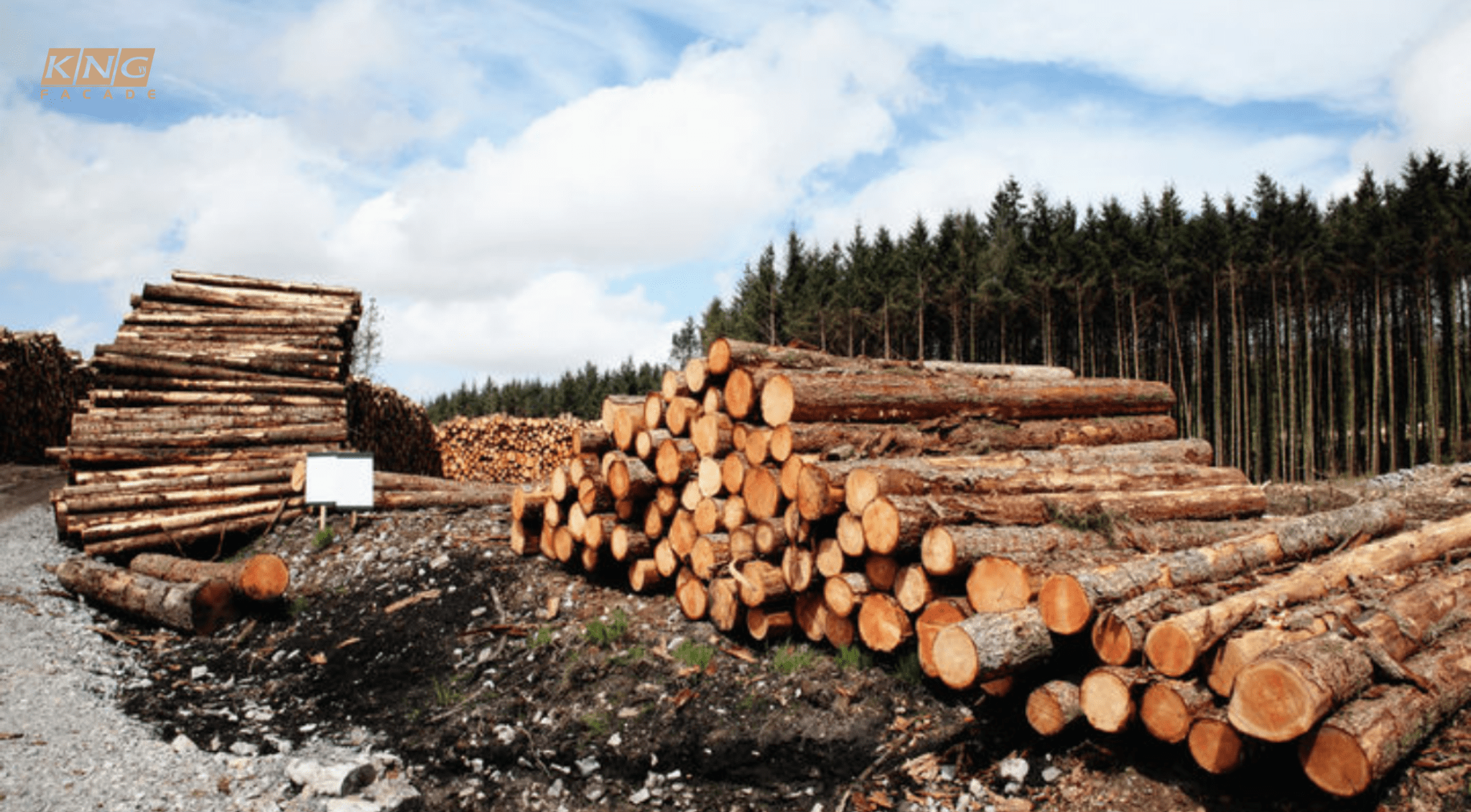 Gỗ thông nhập khâu